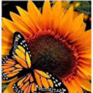 Meet your Posher, Jeannette